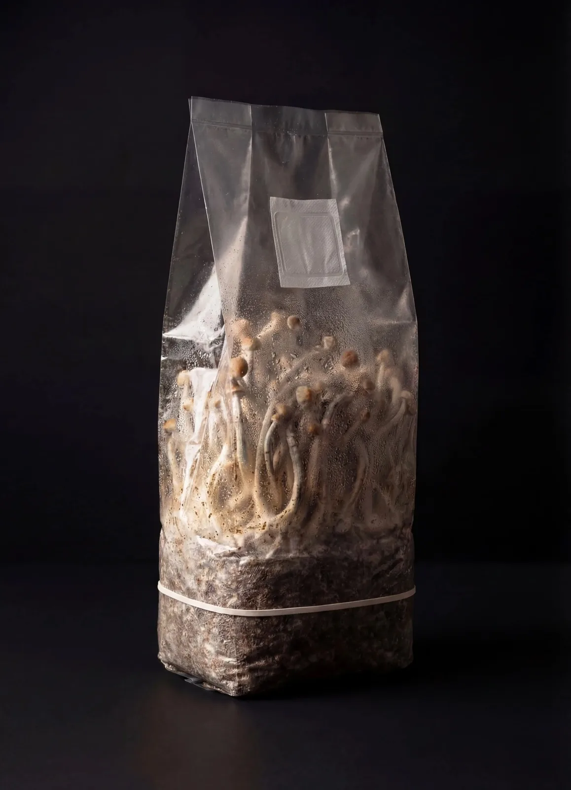 Productfoto van Psilocybe Cubensis kweekset